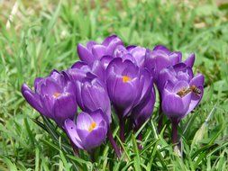 colorful crocus on a green meadow