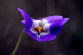 violet wild flower macro