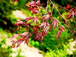 colorful red japanese maple on a blurred background
