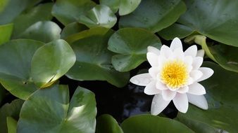 Close-up of the beautiful, yellow lotus flower with white petals among the green leaves in a pond
