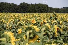 sun flower meadow