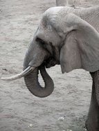 gray elephant in the wild