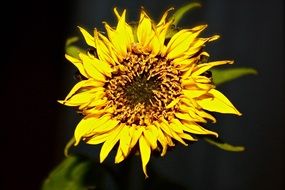 yellow sunflower on black background