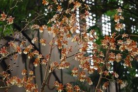 orchids in the botanical garden