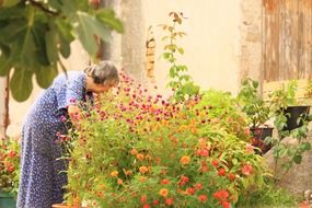 elderly woman caring for garden flowers