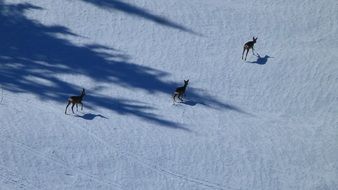 three deer walking on snow in wild