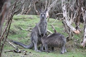 big kangaroos and cute marsupial portrait