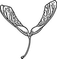 maple seeds as a drawing
