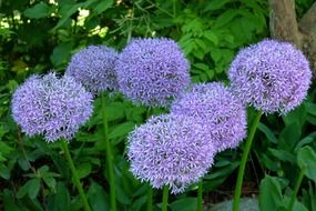 Purple round flowers