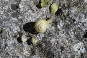 closeup of yellow snails family