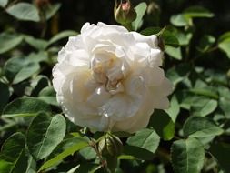 white rose with green leaves in the garden