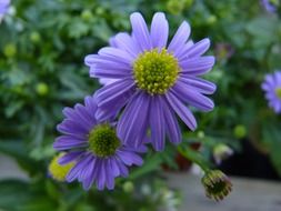 purple flowers in summer garden