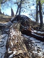 trees fallen