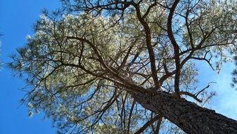 low angle view of pine tree at blue sky, usa, arizona