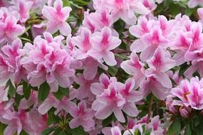 Pink rhododendron flower closeup