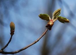 chestnut wood bud