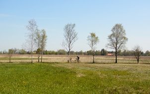 trees at the end of a green meadow