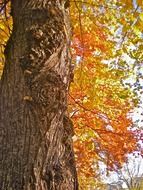 tree tribe autumn leaves orange