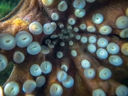 Velcro on the arms of an octopus
