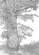 oak tree in forest sketch drawing