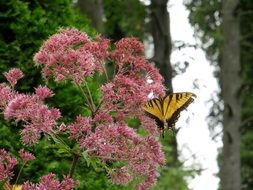 swallowtail butterfly on flowers