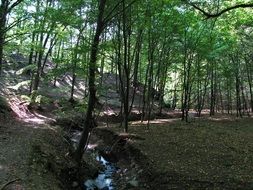 Landscape of ecology in the forest