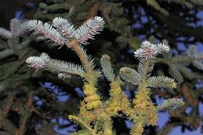 fir pine