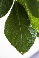 wet green leaves close up