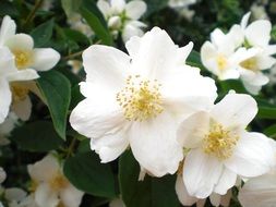 white bill jasmin flowers in the field