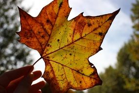 terrific yellow autumn leaf
