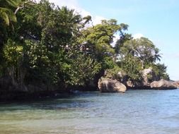 tropical nature by the ocean