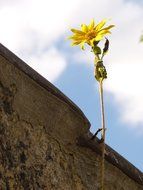 single yellow flower