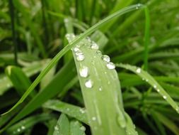 Rain drops on a grass