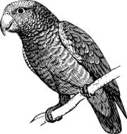 black and white picture of a parrot on a branch