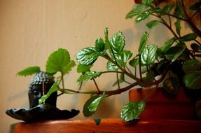 green plant in a flower pot brown