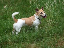 wonderful jack russell dog