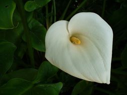 delicate calla blossom