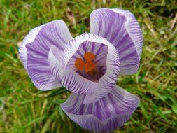 top view on a light purple crocus on a blurred background