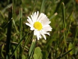 closeup picture of daisie flower in the meadow