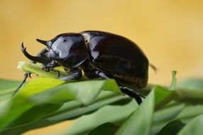 bug on the green leafs