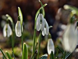 blooming snowdrops and spring sun