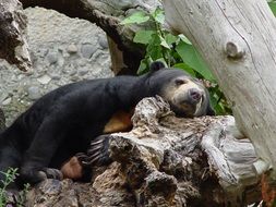 Sun bear is resting