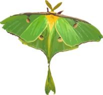 Green butterfly as a clipart