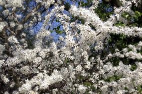 tree with white flowers