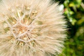 Closeup of ripe dandelion flower on a blurred background