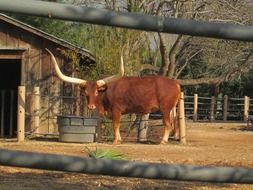 horned African bull