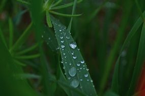 water drops on an oblong green leaf