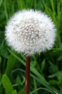 Beautiful, blooming white dandelion flower among the green grass and plants