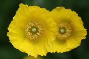 two yellow poppies closeup