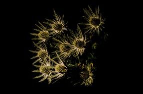 thistle plant in the shadow